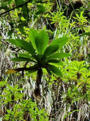 Madeira foxglove (Digitalis sceptrum)
