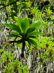 Digitalis sceptrum, photograph (c) Vítor Jorge, some rights reserved (CC BY)