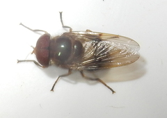 Copestylum vesicularium