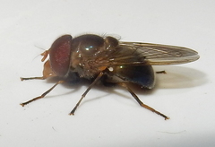 Copestylum vesicularium