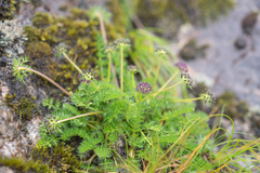 Cortia depressa, photograph (c) Morten Ross, some rights reserved (CC BY)