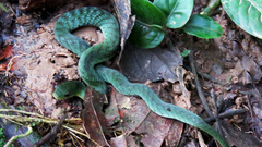 Erythrolamprus typhlus