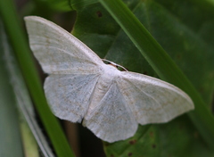 Scopula floslactata