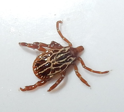 Gulf Coast Tick