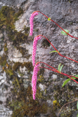 Bistorta griffithii, photograph (c) Morten Ross, some rights reserved (CC BY)