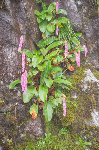 Bistorta griffithii, photograph 3