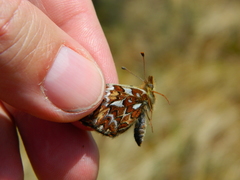 Boloria freija