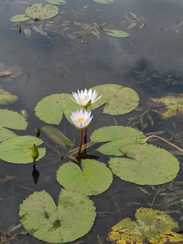 Day Waterlily