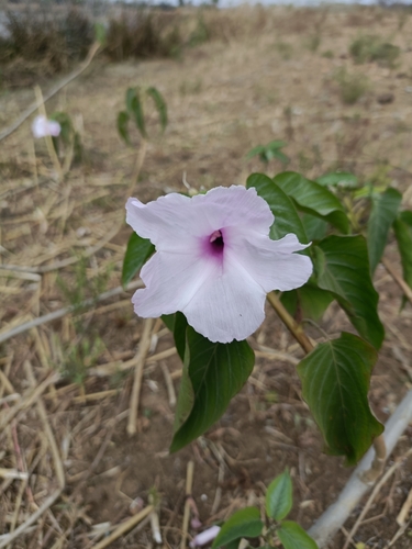 Ipomoea carnea fistulosa