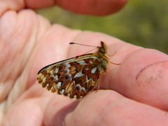 Boloria freija