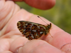 Boloria freija