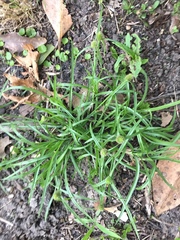 Cyperus hortensis