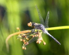 Leucorrhinia frigida