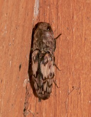 Pherhimius fascicularis