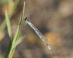 Enallagma laterale