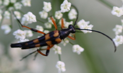 Strangalia attenuata