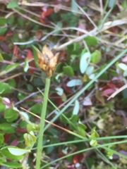 Carex chordorrhiza