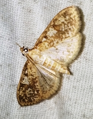 Palpita freemanalis