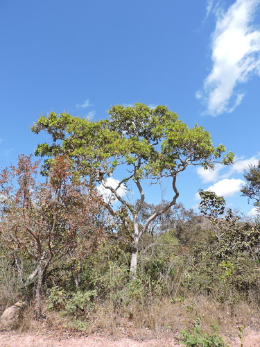 Vochysia gardneri (Vochysia gardneri)