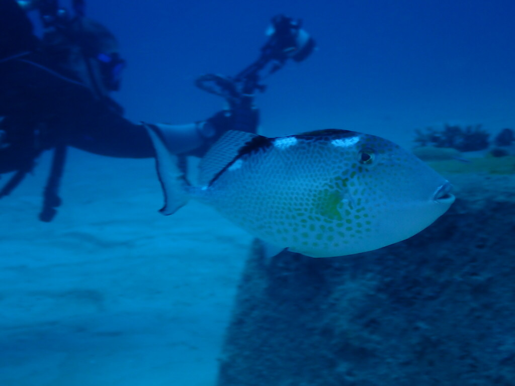 Starry Triggerfish