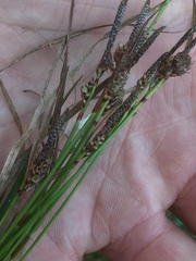Carex ericetorum