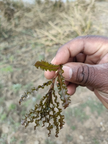 Curly-leaf Pondweed