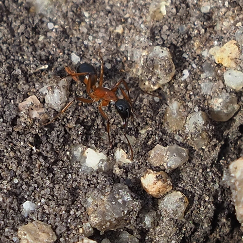 Banded Sugar Ant photo 3