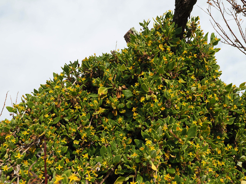 Tetragonia implexicoma (Tetragonia implexicoma)