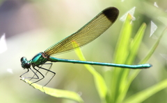 Calopteryx dimidiata