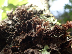 Pseudocyphellaria haywardiorum
