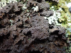 Pseudocyphellaria haywardiorum