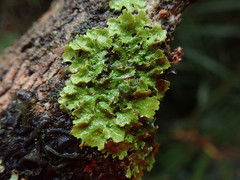 Pseudocyphellaria episticta
