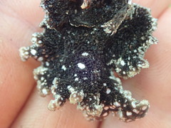 Pseudocyphellaria haywardiorum