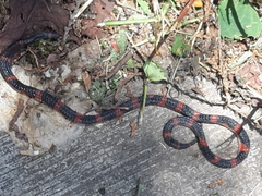 Geophis semidoliatus