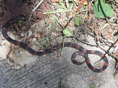 Geophis semidoliatus
