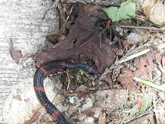 Geophis semidoliatus