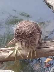 Nycticorax nycticorax