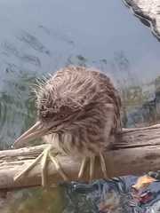 Nycticorax nycticorax