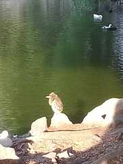 Nycticorax nycticorax