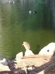Nycticorax nycticorax