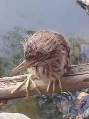Nycticorax nycticorax