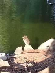 Nycticorax nycticorax