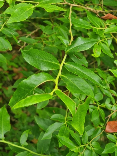 Image of Vaccinium padifolium by (c) Vítor Jorge, some rights reserved (CC BY)