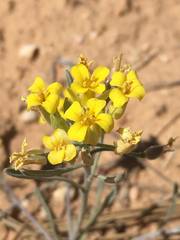 Physaria rectipes