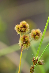 Juncus brachycarpus
