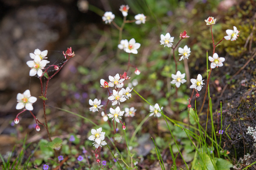 Pale Saxifrage (Micranthes pallida)
