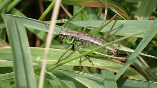 Roesel's Bush-cricket, 3434 GL Nieuwegein, Nederland, photo 9 of 10
