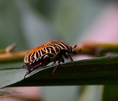 Gymnetis stellata