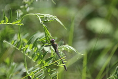 Dorocordulia lepida