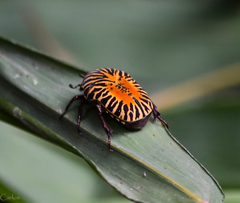 Gymnetis stellata